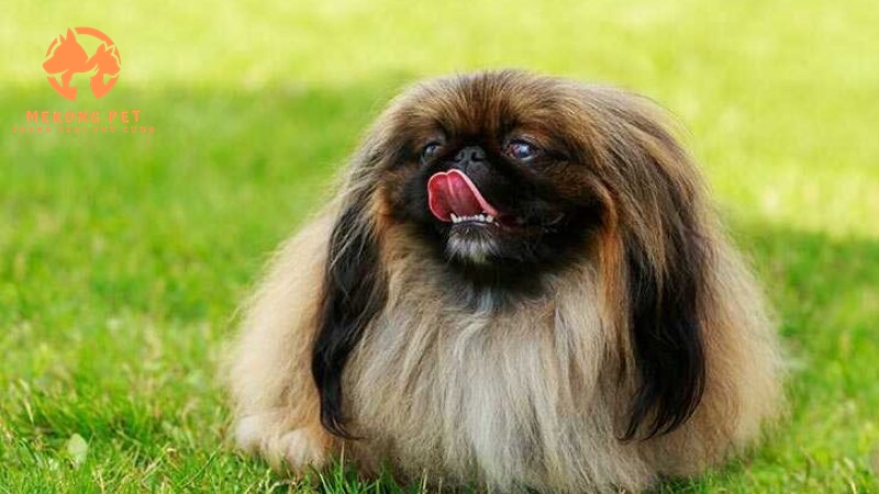 Khám Phá Thị Trường Chó Bắc Kinh Tại TP.HCM, Bình Dương